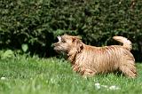 NORFOLK TERRIER 048